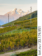 vineyards near Sion, canton Valais, Switzerland. Стоковое фото, фотограф Richard Semik / PantherMedia / Фотобанк Лори