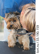 Woman is cutting a chest of the dog. Стоковое фото, фотограф Jaroslav Frank / PantherMedia / Фотобанк Лори