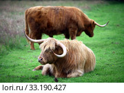 Highland Cows. Стоковое фото, фотограф Mihai Barbu / PantherMedia / Фотобанк Лори