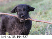 Portrait of the puppy of the Giant Black Schnauzer Dog. Стоковое фото, фотограф Jaroslav Frank / PantherMedia / Фотобанк Лори