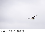Flying atlantic puffin, Fratercula arctica. Стоковое фото, фотограф Andreas Altenburger / Smarterpix / Фотобанк Лори