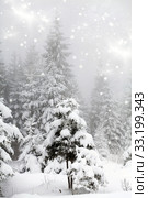 Frost covered pine trees in snow. Стоковое фото, фотограф Erika Eros / Smarterpix / Фотобанк Лори