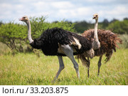 Ostriches. Стоковое фото, фотограф Art Konovalov / Фотобанк Лори