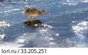 Female Mallard Walking on Thin Ice. Стоковое фото, фотограф Niklas Emmoth / PantherMedia / Фотобанк Лори