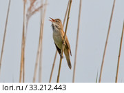 Great Reed Warbler (Acrocephalus arundinaceus) Стоковое фото, фотограф Arpad Radoczy / PantherMedia / Фотобанк Лори