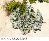Синеголовник приморский (Eryngium maritimum L.) и шиповник морщинистый растут на песке. Стоковое фото, фотограф Ирина Борсученко / Фотобанк Лори