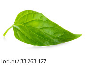Green leaf isolated on white background. Стоковое фото, фотограф Mariusz Blach / PantherMedia / Фотобанк Лори