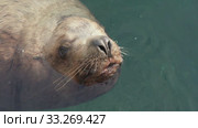 Wild animal marine mammal Steller Sea Lion swimming in cold water Pacific Ocean. Стоковое видео, видеограф А. А. Пирагис / Фотобанк Лори