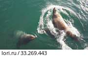 Group wild animal marine mammal Steller Sea Lion swimming in water Pacific Ocean. Стоковое видео, видеограф А. А. Пирагис / Фотобанк Лори