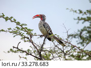 Northern red-billed hornbill. Стоковое фото, фотограф Art Konovalov / Фотобанк Лори