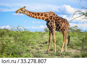 Giraffe. Стоковое фото, фотограф Art Konovalov / Фотобанк Лори