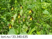 Цветение редкого охраняемого растения башмачок настоящий (Cypripedium calceolus) в лесу. Стоковое фото, фотограф Светлана Попова / Фотобанк Лори