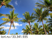 Palm Tree on the ocean against the sky. Стоковое фото, фотограф Evgenii Mitroshin / Фотобанк Лори