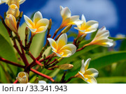 Pink Frangipani Plumeria flower against a blue sky. Стоковое фото, фотограф Evgenii Mitroshin / Фотобанк Лори