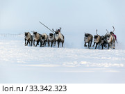 Nadym, Russia - February 23, 2019: Yamal, open area, tundra,The extreme north,  Races on reindeer sled in the Reindeer Herder's Day on Yamal, Sporting activity.reindeer herders throws lasso. editorial. Стоковое фото, фотограф Evgenii Mitroshin / Фотобанк Лори