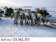 Nadym, Russia - February 23, 2019: Yamal, open area, tundra,The extreme north,  Races on reindeer sled in the Reindeer Herder's Day on Yamal, Sporting activity.reindeer herders throws lasso. editorial. Редакционное фото, фотограф Evgenii Mitroshin / Фотобанк Лори