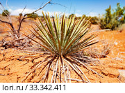 Utah Moab Desert Blue agave Flora. Стоковое фото, фотограф Сергей Новиков / Фотобанк Лори