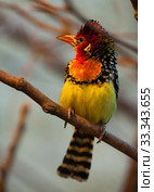 Red and Yellow Barbet sitting on branch in park. Стоковое фото, фотограф Яков Филимонов / Фотобанк Лори