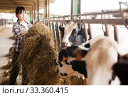 Female technician feeding cows with grass and smile in livestock barn. Стоковое фото, фотограф Яков Филимонов / Фотобанк Лори