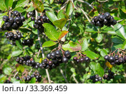 Арония черноплодная, или черноплодная рябина (лат. Aronia melanocarpa), ягоды на ветках. Стоковое фото, фотограф Елена Коромыслова / Фотобанк Лори