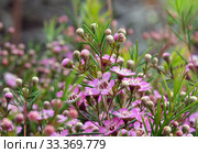 Геральдон крючковатый  (lat. Chamelaucium uncinatum) Стоковое фото, фотограф Irina Opachevsky / Фотобанк Лори