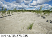 Рекультивация участка нефтедобычи. Высадка саженцев ивы. Reclamation of an oil production site. Planting willow seedlings. Стоковое фото, фотограф Евгений Романов / Фотобанк Лори