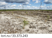 Рекультивация участка добычи нефти. Посадка саженцев сосны. Reclamation of an oil production site. Planting pine seedlings. Стоковое фото, фотограф Евгений Романов / Фотобанк Лори