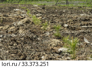 Рекультивация участка добычи нефти. Посадка саженцев сосны. Reclamation of an oil production site. Planting pine seedlings. Стоковое фото, фотограф Евгений Романов / Фотобанк Лори