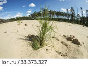 Рекультивация участка добычи нефти. Посадка саженцев сосны. Reclamation of an oil production site. Planting pine seedlings. Стоковое фото, фотограф Евгений Романов / Фотобанк Лори
