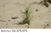 Рекультивация участка добычи нефти. Посадка саженцев сосны. Reclamation of an oil production site. Planting pine seedlings. Стоковое видео, видеограф Евгений Романов / Фотобанк Лори
