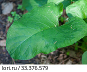 Лист лопуха (Arctium lappa) крупным планом. Стоковое фото, фотограф Наталия Шевченко / Фотобанк Лори