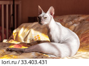 Don sphynx cat sitting on bed in bedroom under sunlight. Стоковое фото, фотограф Кекяляйнен Андрей / Фотобанк Лори