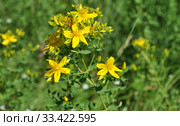 Зверобой обыкновенный, или продырявленный (лат. Hypericum perforatum) Стоковое фото, фотограф lana1501 / Фотобанк Лори