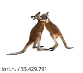 Friendly hug. Fighting two red kangaroos on white background isolated. Стоковое фото, фотограф Наталья Волкова / Фотобанк Лори