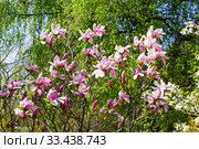 Цветущая лилиецветная магнолия  (Magnolia liliiflora) сщкеф "Сюзанна". Аптекарский Огород (филиал ботанического сада МГУ), Москва. Стоковое фото, фотограф Сергей Рыбин / Фотобанк Лори