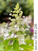 Panicled Hydrangea (Hydrangea paniculata) - a closeup view of white flowers. Стоковое фото, фотограф Акиньшин Владимир / Фотобанк Лори