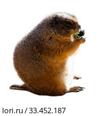 Black tailed prairie dog (Cynomys ludovicianus) Стоковое фото, фотограф Яков Филимонов / Фотобанк Лори