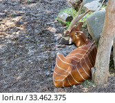 Антилопа Бонго. Mountain Bongo. Стоковое фото, фотограф Галина Савина / Фотобанк Лори