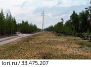 Лесопользование: очистка просеки под ЛЭП. Forest management: clearing the clearing for power lines. Стоковое фото, фотограф Евгений Романов / Фотобанк Лори