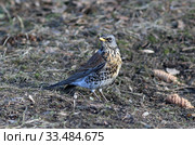 Дрозд рябинник (Turdus pilaris) весной на проталине, Алтайский край. Стоковое фото, фотограф Григорий Писоцкий / Фотобанк Лори