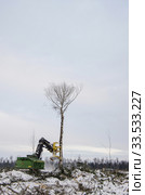 Механизированная рубка леса. Валочно-пакетирующая машина John Deere 903K в работе. Mechanized felling clearing. John Deere 903K feller buncher at work. Стоковое фото, фотограф Евгений Романов / Фотобанк Лори