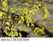Молодая листва граба обыкновенного (Carpinus betulus L.). Весна. Стоковое фото, фотограф Ирина Борсученко / Фотобанк Лори