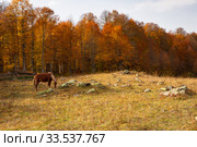 Ginger horse is grazes in the meadow in the autumn forest glade , sunny day. Стоковое фото, фотограф Ирина Мойсеева / Фотобанк Лори