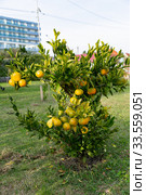 Dwarf tangerine tree dotted with ripe fruit. Стоковое фото, фотограф Ирина Мойсеева / Фотобанк Лори