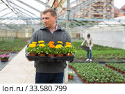 Floriculturist engaged in cultivation of ornamental Calendula in hothouse. Стоковое фото, фотограф Яков Филимонов / Фотобанк Лори