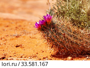 Purple flowers on the cactus in Utah Moab desert. Стоковое фото, фотограф Сергей Новиков / Фотобанк Лори