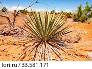Utah Moab Desert Blue agave Flora. Стоковое фото, фотограф Сергей Новиков / Фотобанк Лори
