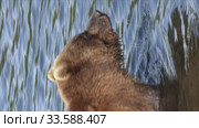 Vertical video hungry brown bear in water, looking around in search of food - red salmon fish. Стоковое видео, видеограф А. А. Пирагис / Фотобанк Лори