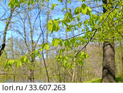 Ветки с молодыми листьями граба обыкновенного (Carpinus betulus L.). Весенний лес. Стоковое фото, фотограф Ирина Борсученко / Фотобанк Лори