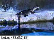 Водяной варан (Varanus salvator ) в зоопарке. Стоковое фото, фотограф Татьяна Белова / Фотобанк Лори